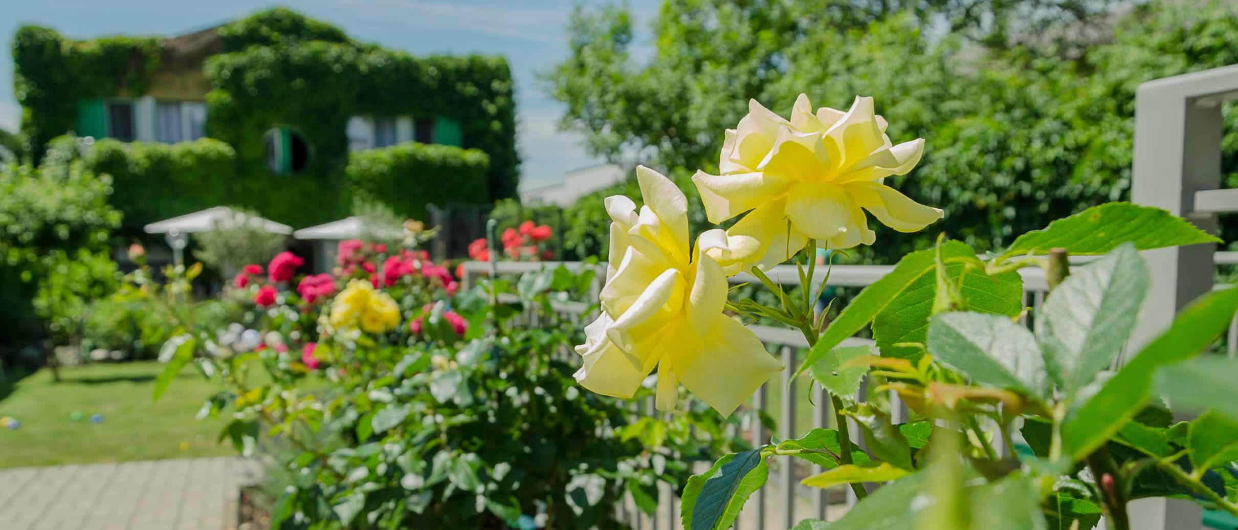 Gästehaus Schmidt Rosen Blick auf Garten